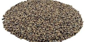 Cassia Tora Seeds
