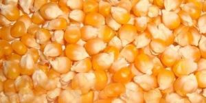 Yellow Maize Seeds