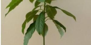 Avocado Fruit Plant