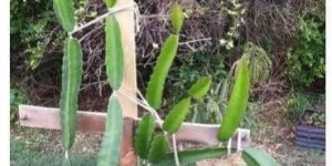 Dragon Fruit Plant