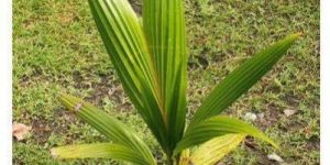 Hybrid Coconut Plant