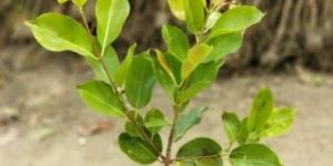 Jamun Plant