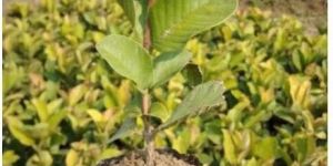 Taiwan Pink Guava Plant
