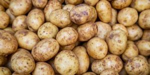 Fresh Potato