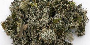 Chadila Herb