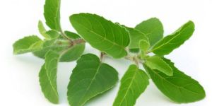 Tulsi Leaves