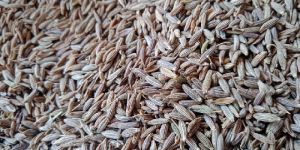 Europe Quality Cumin Seeds
