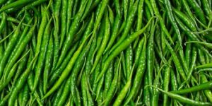 Fresh Green Chilli
