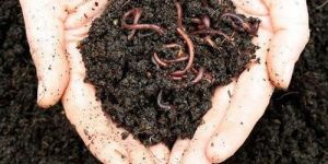 Vermicompost
