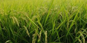 Organic Paddy Rice