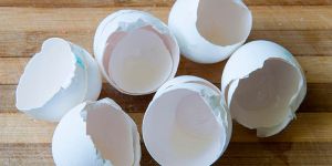 Egg Shells