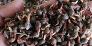 Agarwood Plant Seeds