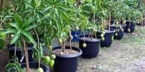 Grafted Mango Plant