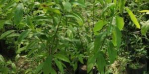 White Sandalwood Plant