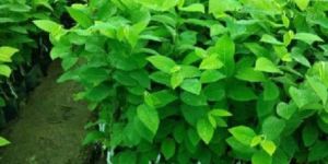 Custard Apple Saplings
