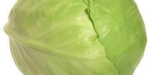 Fresh Cabbage