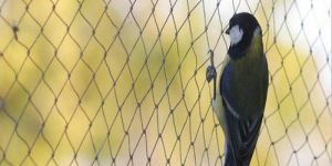Anti Bird Net