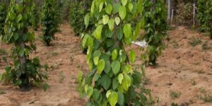 Black Pepper Plant