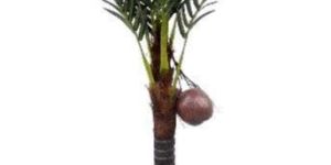 Coconut Plant