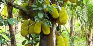 Jackfruit Plant
