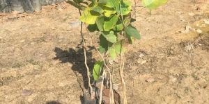 Red Sandalwood Plant