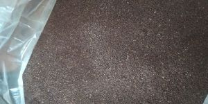 Raama/Shayama Tulsi seeds