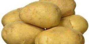 Fresh Potato