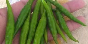 Fresh Green Chillis