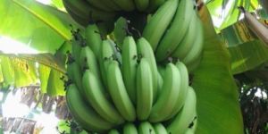 Fresh Bananas