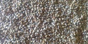 Pearl Millet Seeds
