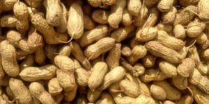 Shelled Groundnuts