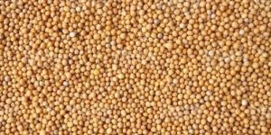 Yellow Mustard Seeds