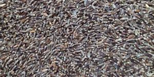 Black Wheat