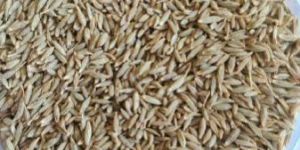 Cumin Seed