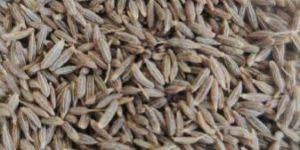 Cumin Seed European 99%