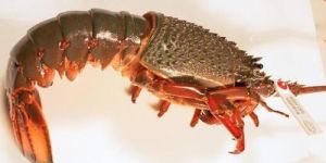 Frozen Rock Lobsters