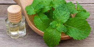 Mentha Arvensis Oil