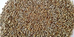 Millet Seeds