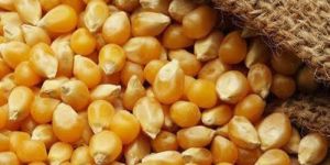 Yellow Maize Seeds