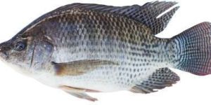 Freshwater Tilapia Fish