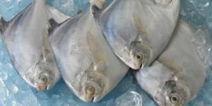 Frozen Pomfret Fish