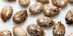 Castor Seeds