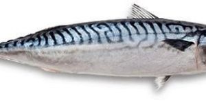 Mackerel Fish