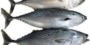 Skipjack Tuna Fish