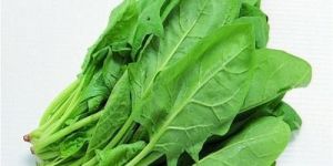 Fresh Spinach Leaves