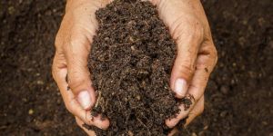 Vermicompost