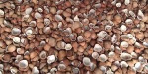 Coconut Paruppu and Coconut Powder