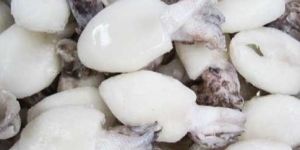 Frozen Cuttlefish