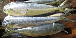 Frozen Mahi Mahi Fish