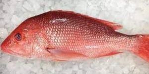 Frozen Red Snapper Fish